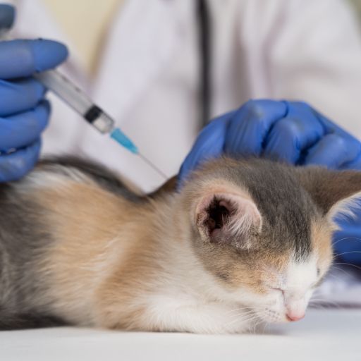 gato siendo vacunado
