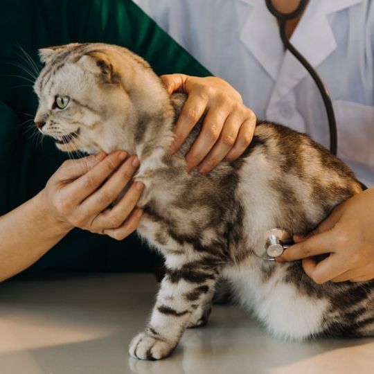 gato siendo revisado en el veterinario